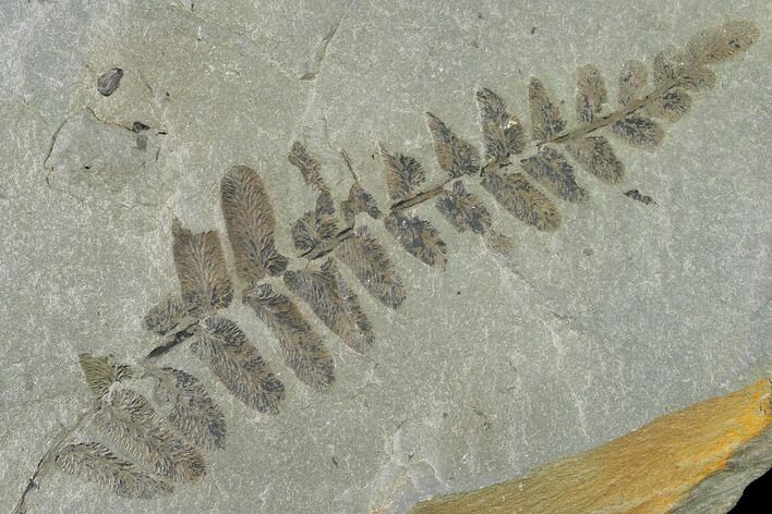 Pennsylvanian Fossil Fern (Neuropteris) Plate - Kentucky #137723